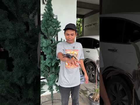 adik demam mau di suntik bapak