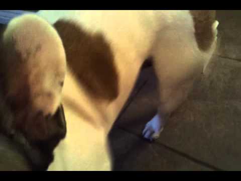 Crystal the Pet Nanny. LLC video.