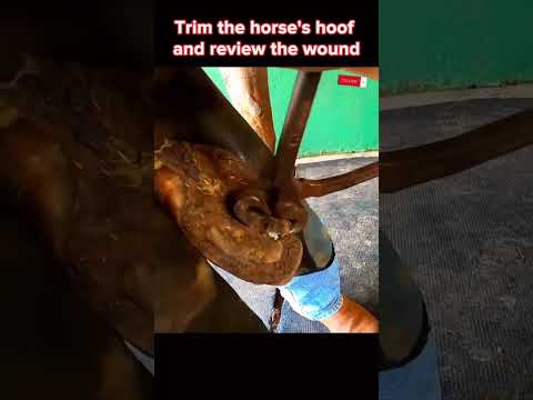 Trimming the horse’s hoof and review the wound #tiktok #fyp #viral #cow #hoof #hoofcare #hoofpicking