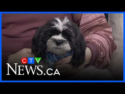 Parachutes for Pets - YouTube