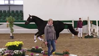 Video of Franklin Delano 3