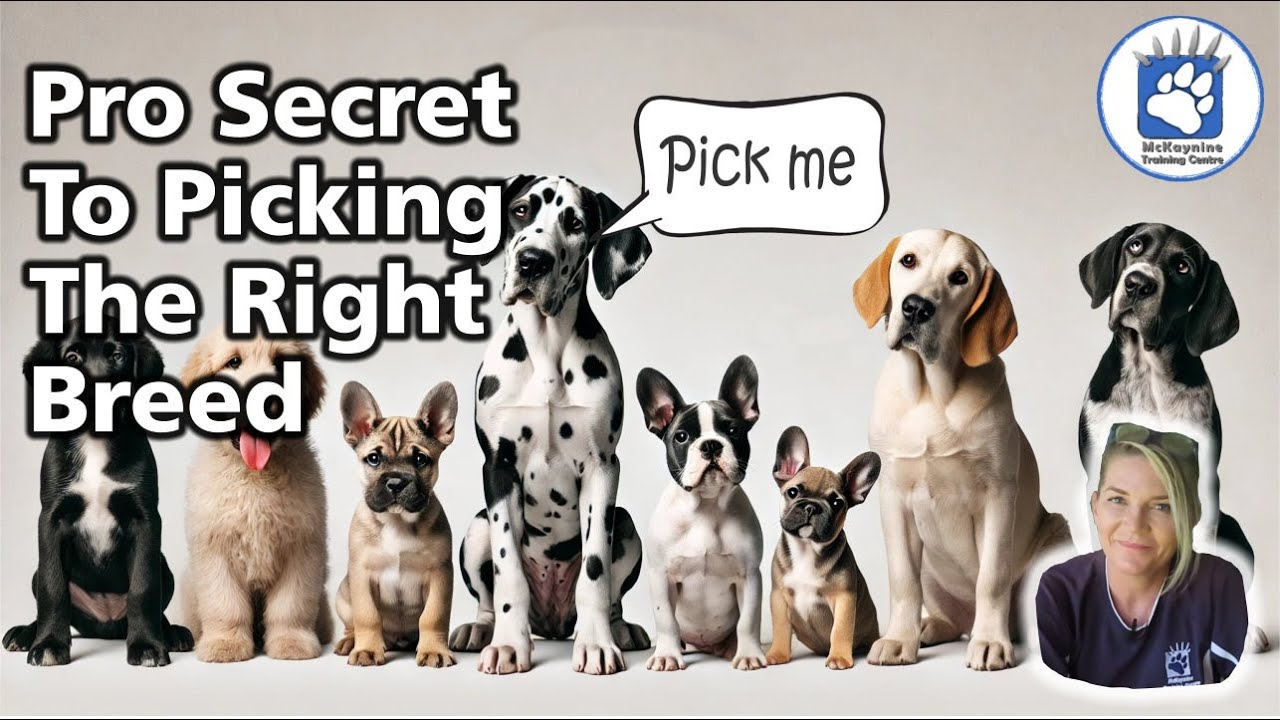 Insider Secret To Picking A Dog Breed