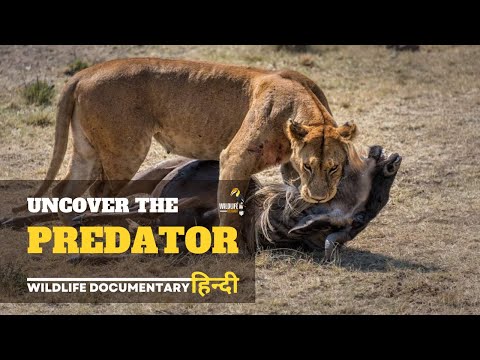 Uncover the Predator - हिन्दी डॉक्यूमेंट्री | Discovery channel Hindi documentary, Full Episode