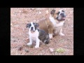Sweet N Lo Bulldogs Download Clip mp3 and Mp4
