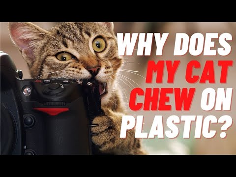 Not known Details About Why Does My Cat Chew On Plastic?