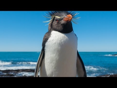 Tylko dla dorosłych - Kacper Ruciński - dubbing zwierzątek, odc. 12