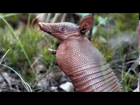 Homem atira em tatu, bala ricocheteia e atinge atirador no rosto