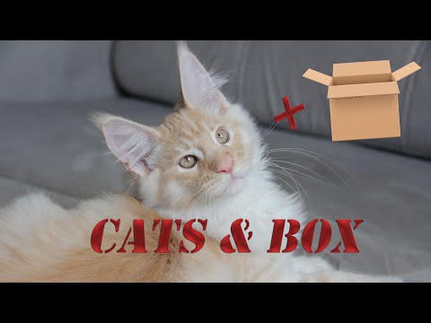 Why do cats like boxes so much?! The redheaded Maine Coon is having fun.
