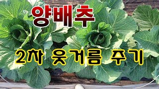 [텃밭농부. 1,064]  양배추 2차 웃거름 주기 #양배추재배