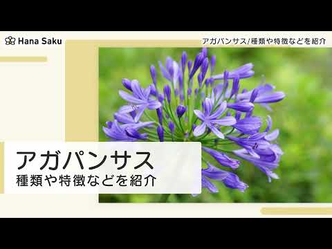 Agapanthia villosoviridescens (デギア、1775)