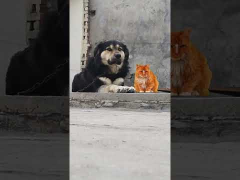 MY DOG OREO WITH THE CUTE CAT.