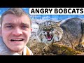 I Trapped ANGRY Overpopulated Bobcats