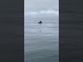 About a 20 footer Great white shark circling me on my kayak! Yikes!
