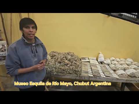 Río Mayo, Capital Nacional de la Esquila 2026 | A'ayone Produc.