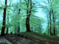 Modern Drift by Efterklang - official video