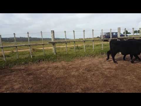 En Venta: 50 Vaquillonas de 1 a 2 Años.