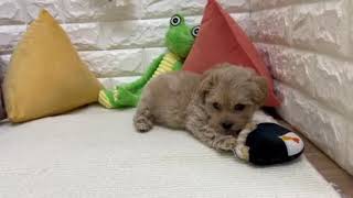 ハーフ犬の動画01