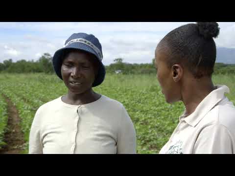 PAFID Kenya Shamba Shape-Up Makueni — Citizen TV