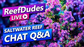 ReefDudes Live Saltwater Reef Chat Q&A