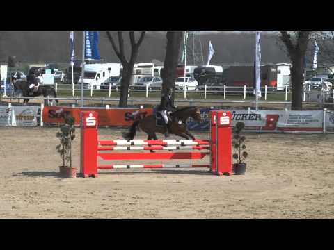 Neun Elfer Turbo (Numero Uno x Ladalco) 6 years old