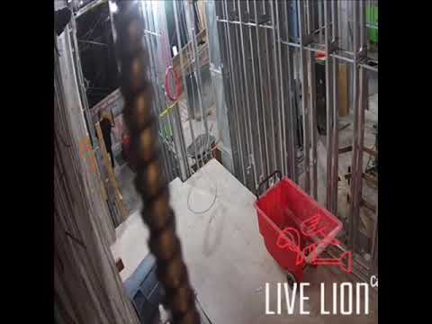 Live Lion Security in #action