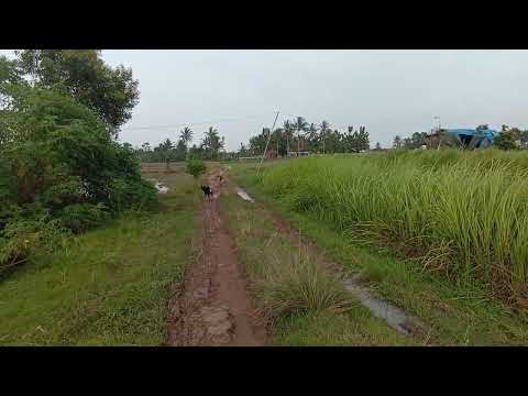 Thumbnail for Proton Elfiled Triumph Viar Mebea Yinggongfu Huajun Review Autonetmagz by MEBEA