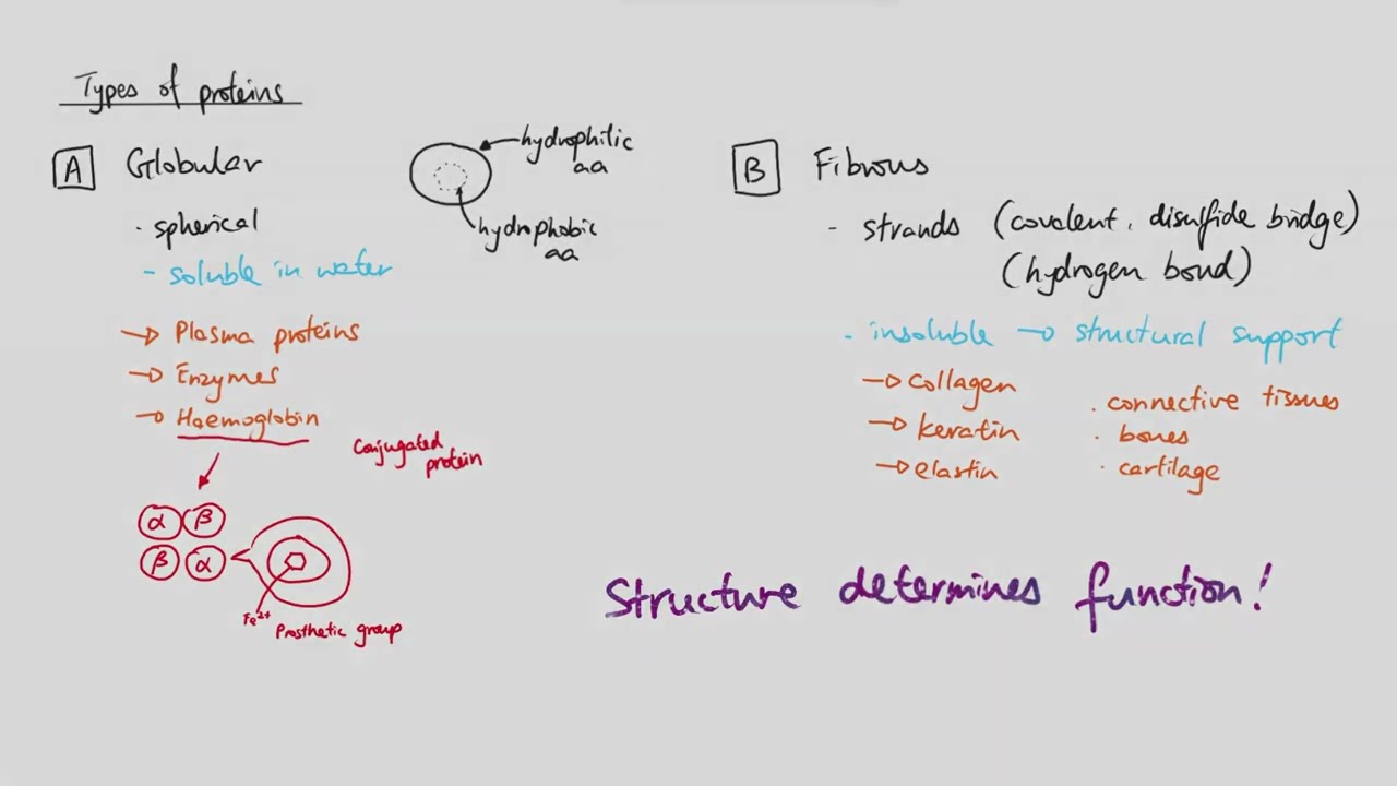 AS Biology - Types of proteins (OCR A Chapter 3.7)