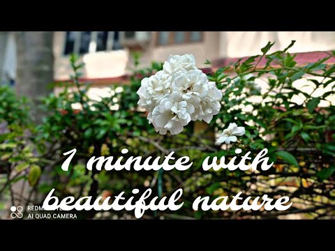 Spend 1 minute with the beautiful nature • No sound• relaxing video