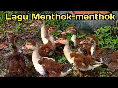 Menthok menthok tak kandani lirik