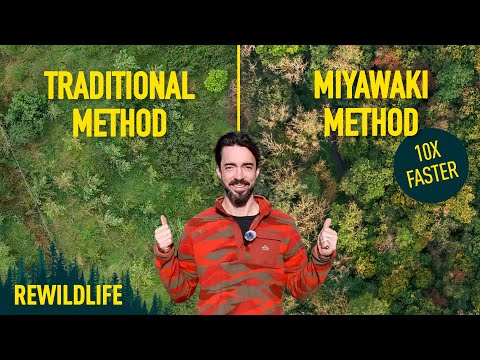 Planting a Mini Japanese Woodland on My Irish Land: The Miyawaki Method