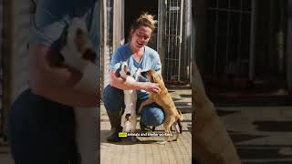 America’s animal shelter workers are struggling
