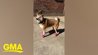 Download lagu Crocs launches style for dogs mp3