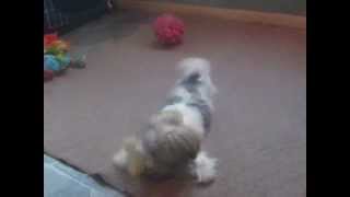 preview picture of video 'Shorkie health issues, liver issues, shih tzu and yorkie liver issues,'