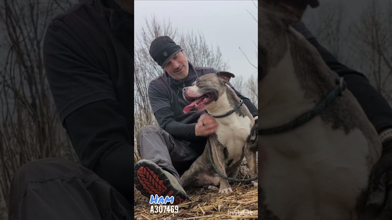 Enlarge Ham, an adopted Pit Bull Terrier in Chicago, IL video 5/5