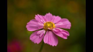 花の妖精達・秋