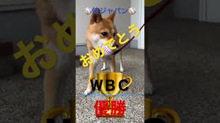 ＷBＣ侍ジャパン優勝おめでとう豆柴　#shibainu #柴犬 #犬のいる暮らし #cute #日本優勝