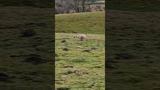 Download lagu Suki's first day having rabbits bolting to her instead of nets! (bolting to the young dogs) mp3