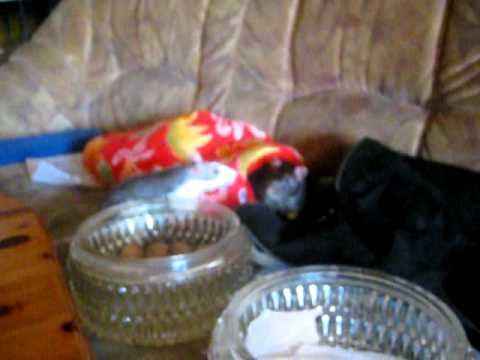 Theo und Capone im Auslauf