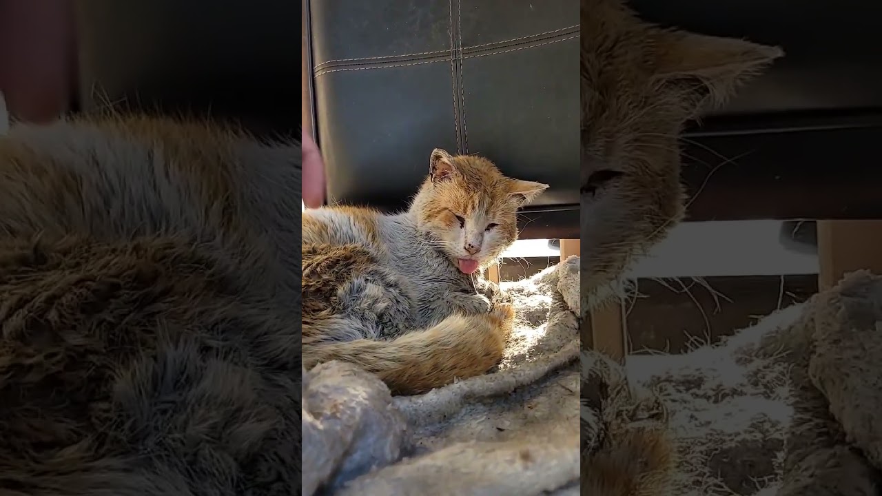 Chimney video