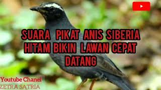 Download lagu SUARA ANIS SIBERIA HITAM PALING BAGUS UNTUK DI GUNAKAN MEMIKAT TEMAN2NYA DI HUTAN mp3 Download lagu SUARA ANIS SIBERIA HITAM PALING BAGUS UNTUK DI GUNAKAN MEMIKAT TEMAN2NYA DI HUTAN mp3