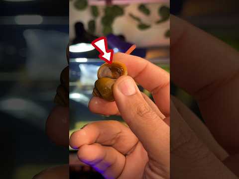 سر الفتحة دي