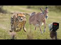 Top 10 Fastest Animals In The World With Top Speed