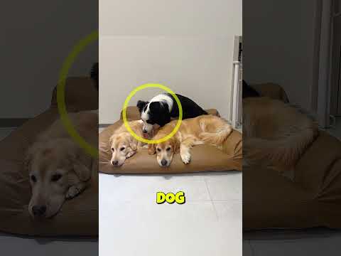 This black dog never slept alone 🐶💤🥰