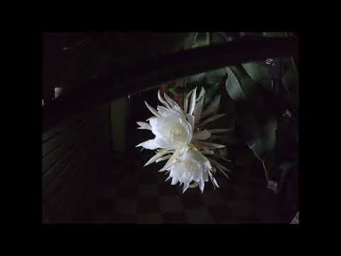 FLOWER BLOOMING TIMELAPSE | BRAHMAKAMAL | RARE FLOWER