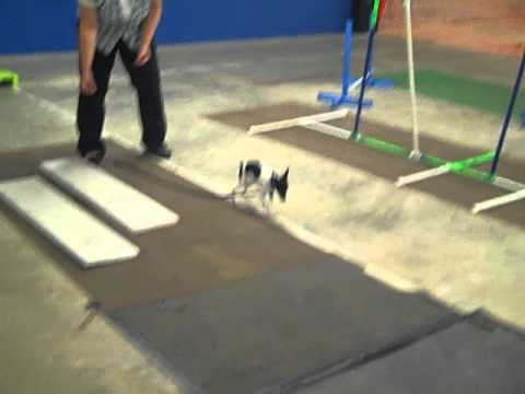 HTAC Agility Blooper!  Willow got dizzy!