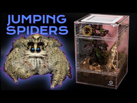 How to Set Up Bioactive Jumping Spider Enclosure | Hyllus diardi | Treehouse Switch Enclosure