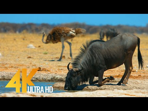 4K African Antelopes - Wild Animals Of Africa in 10 bit color - Part #2
