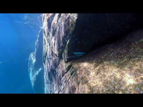 Lamprichthys tanganicanus a Kala