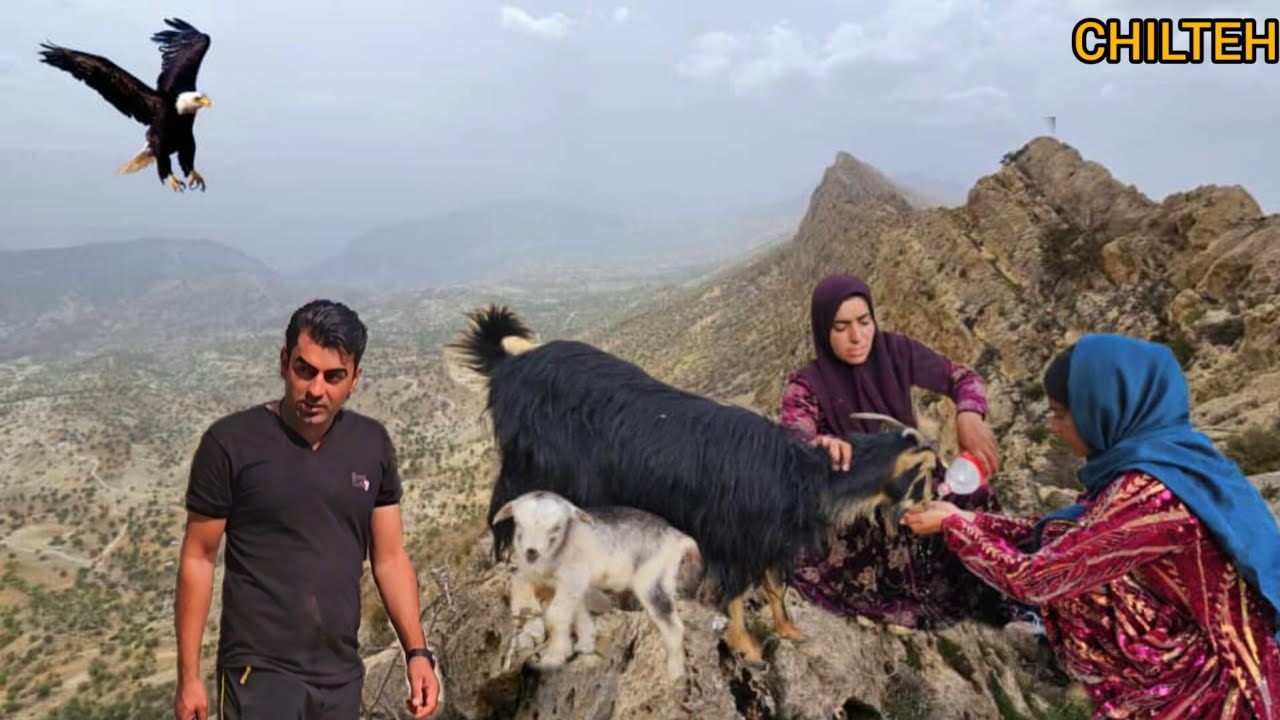 Breathtaking operation to save a goat and its baby from the danger of wolf attack 🐐🦌⛰️⛰️