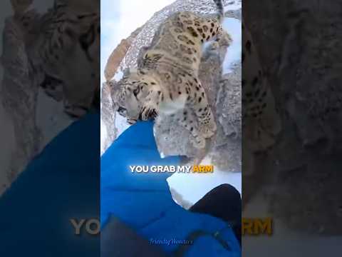 Snow Leopard Attacked Me on Cliff - She Was Protecting Her Cubs 🐆😱#shorts